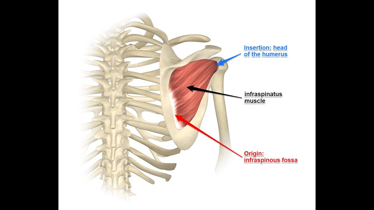 Two Minutes of Anatomy: Infraspinatus Muscle