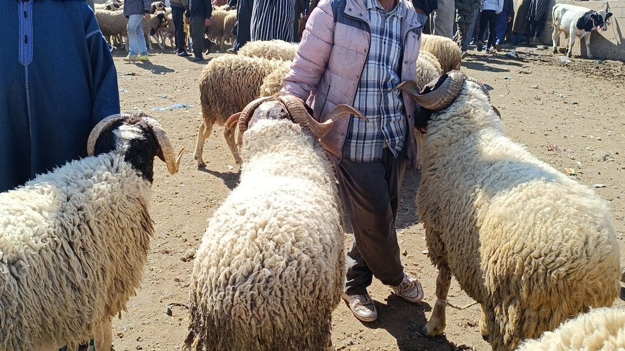 مباشرة من الثلاثاء أزرو 21/5/2024 مع أثمنة الحولي البرݣي لعيد الأضحى وخروفة والبكري نعجة فرجة ممتعة
