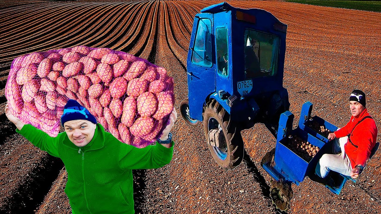 Садим картошку трактором//Процесс от начала до конца