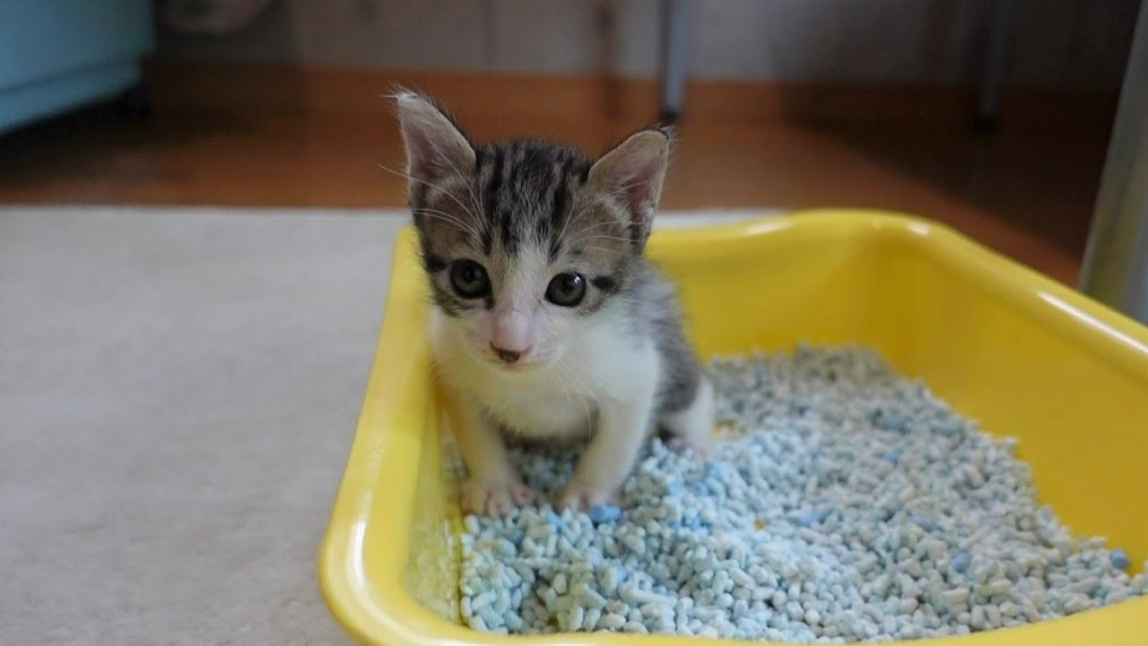 【生後28日】初めて一人でトイレに挑戦する子猫たち ＆ こう君の体調について