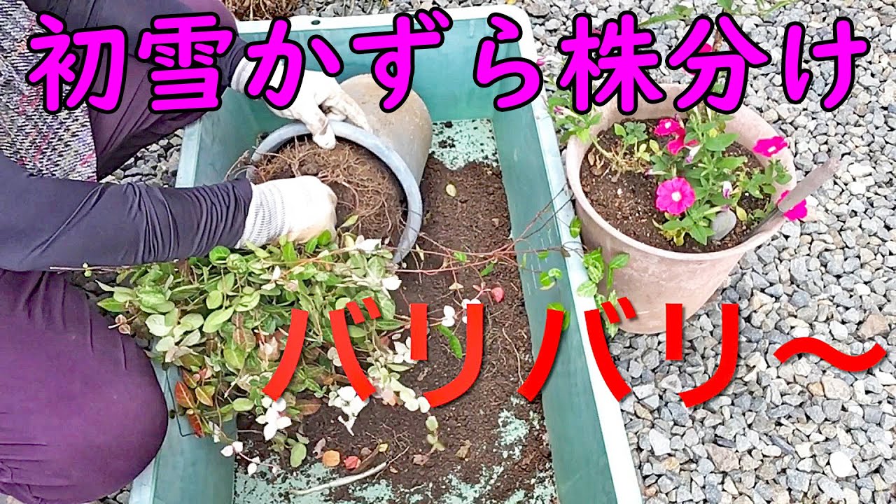 4年育成‼初雪かずらの株分け　寄せ植え　のびたつるで風情を楽しむ