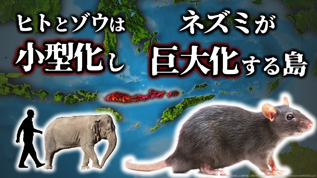 【ゆっくり解説】島に住むとサイズが変わる？！島嶼化とは何なのか？フォスターの法則