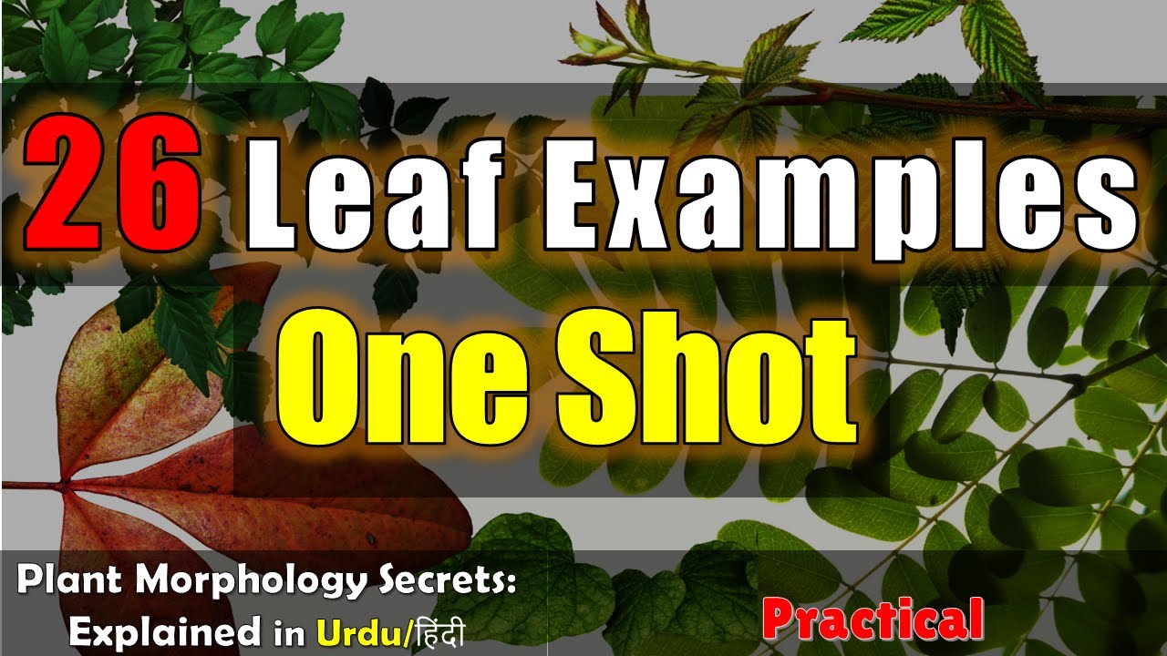 Leaf Morphology in One Shot 🔥 | Practical Guide for Students