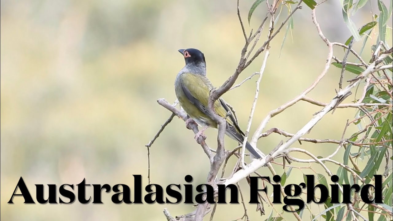 Australasian Figbird, Birdwatching, Australia 