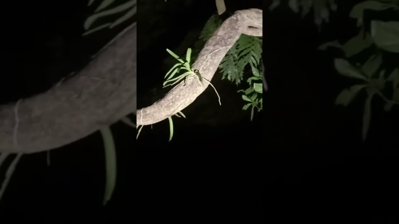 Live: misteri ‼️ apakah ada arwah penasaran dipemakaman ini