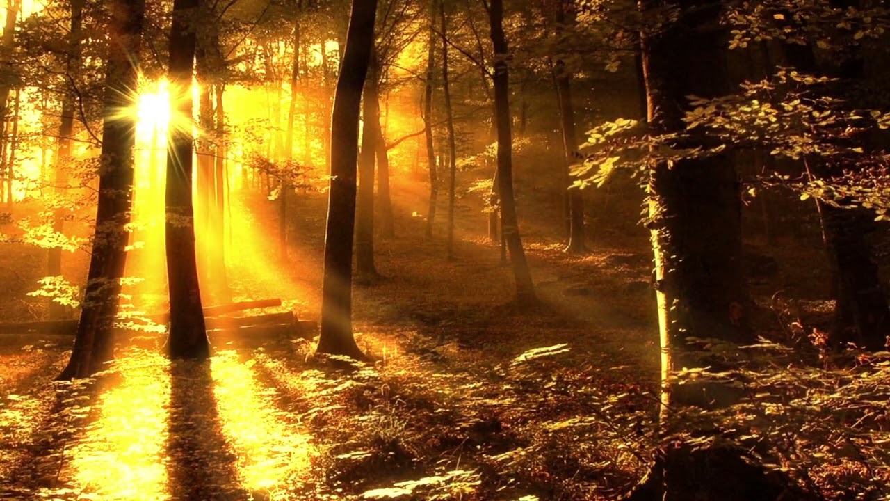 Cozy Music to Soothe Insomnia 🌙 │Pure Nature