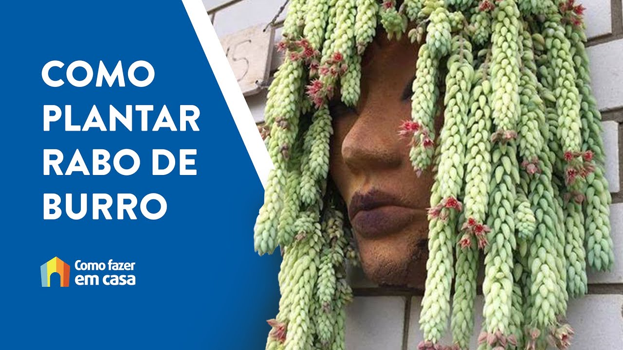 Como plantar Rabo de Burro - Sedum Morganianum
