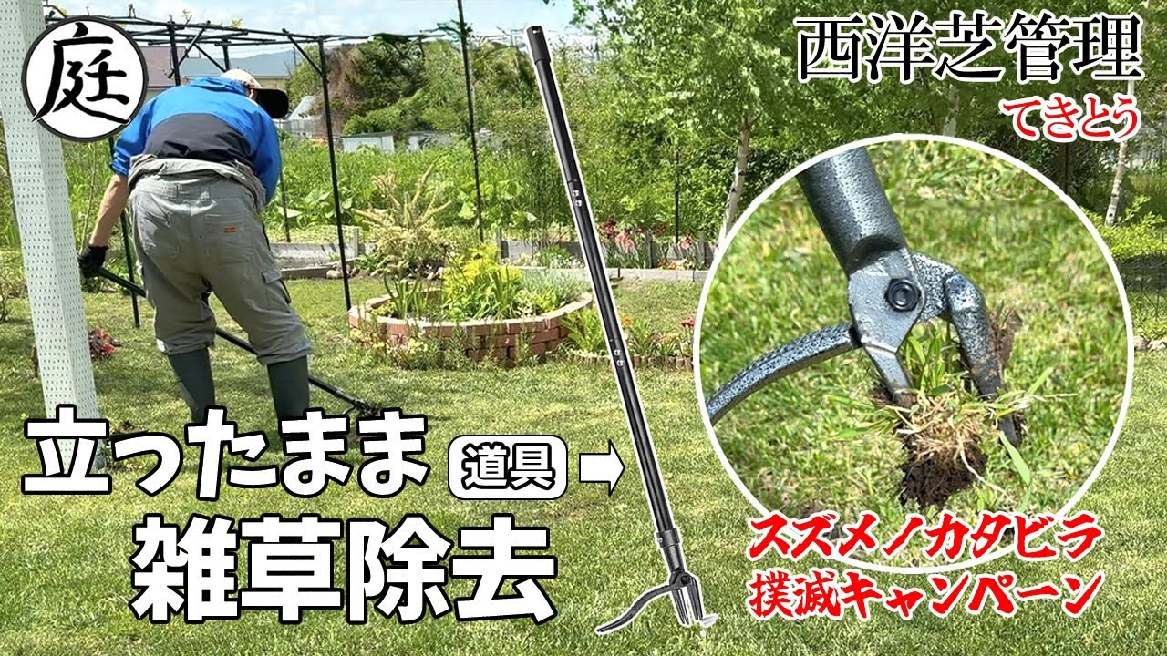 【西洋芝 雑草対策】雑草抜きが楽になる！