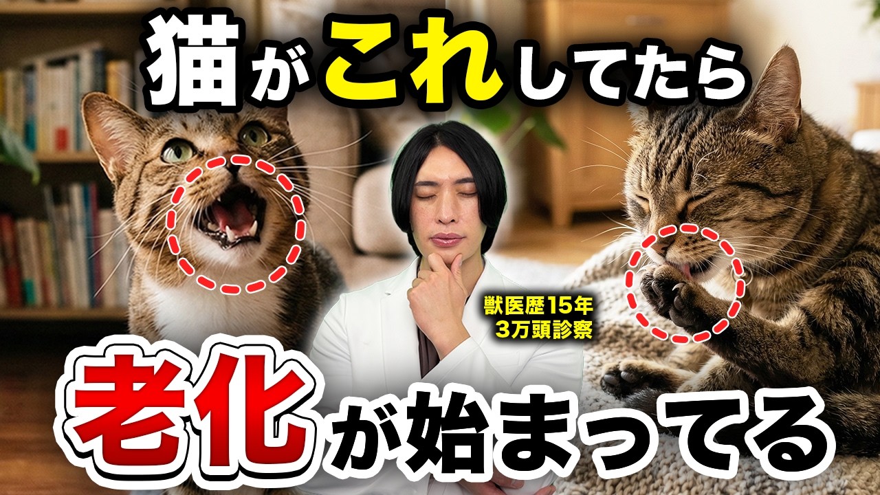 【10歳以上なら見て】猫がシニア期に入った時にだけ見せる行動6選