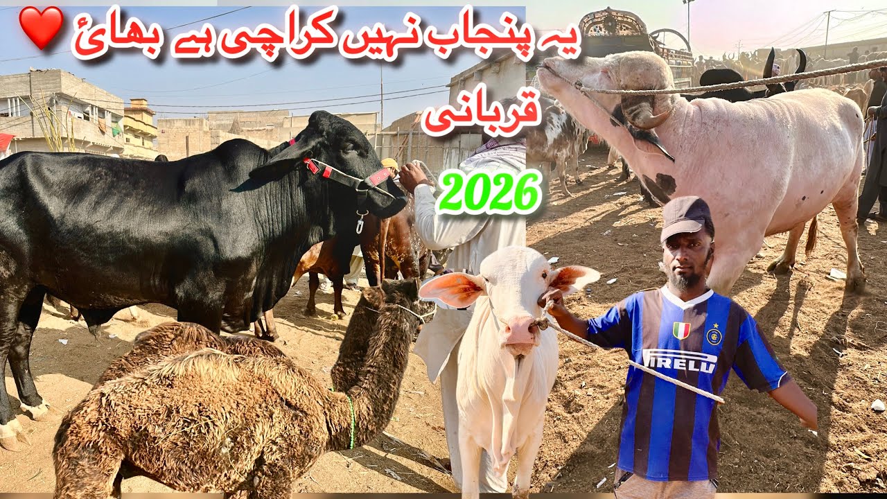 Karachi Cow Mandi Malir Latest Rates Update 16 December 2025 || Qurbani Season 2026