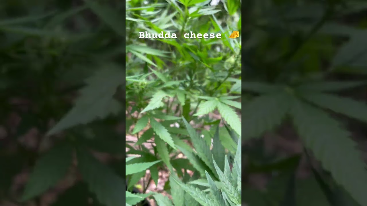 Bhudda cheese ! Week 2 flower 🌼 organic ! #organiccannabis #cannabisdaily #outdoors #organic