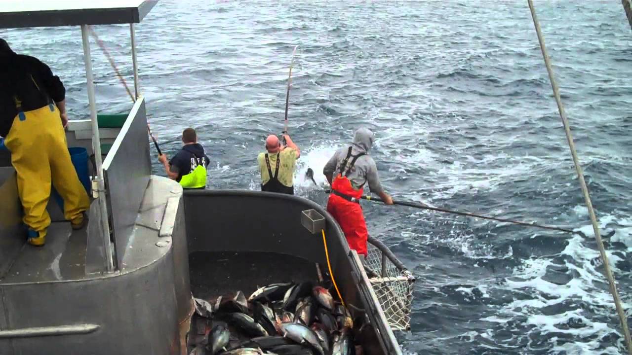 Albacore bait fishing