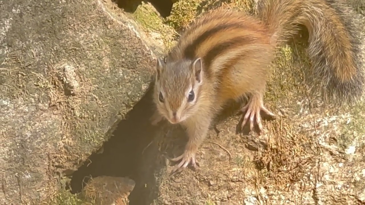 숨바꼭질을 하고싶어 하는 다람쥐를 밤으로 유혹하다 #다람쥐 #chipmunk #squirrel