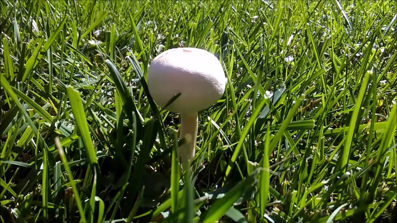 Puffy Round Mushroom