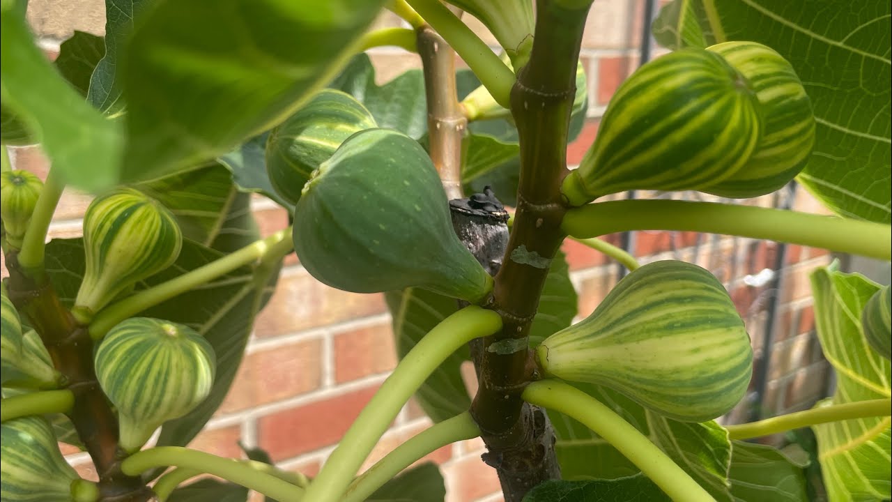 How to speed up fig ripening for late season figs.