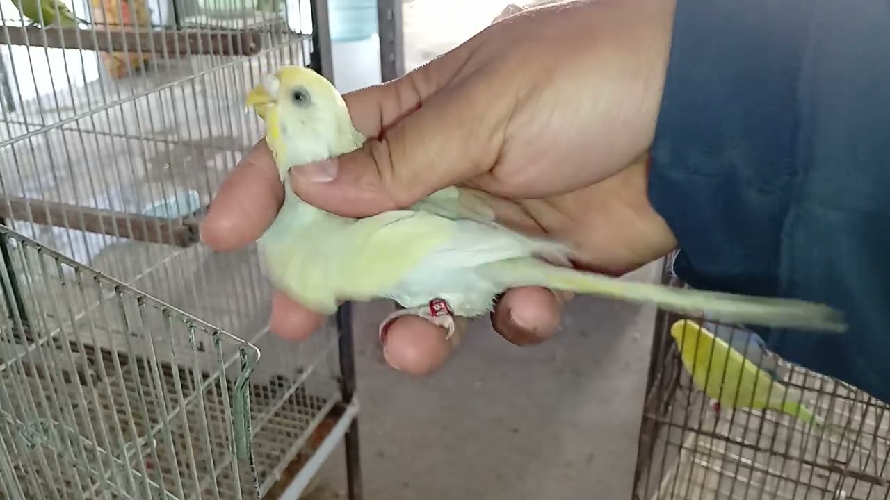 Rainbow budgies available in reasonable prices 03077779880 