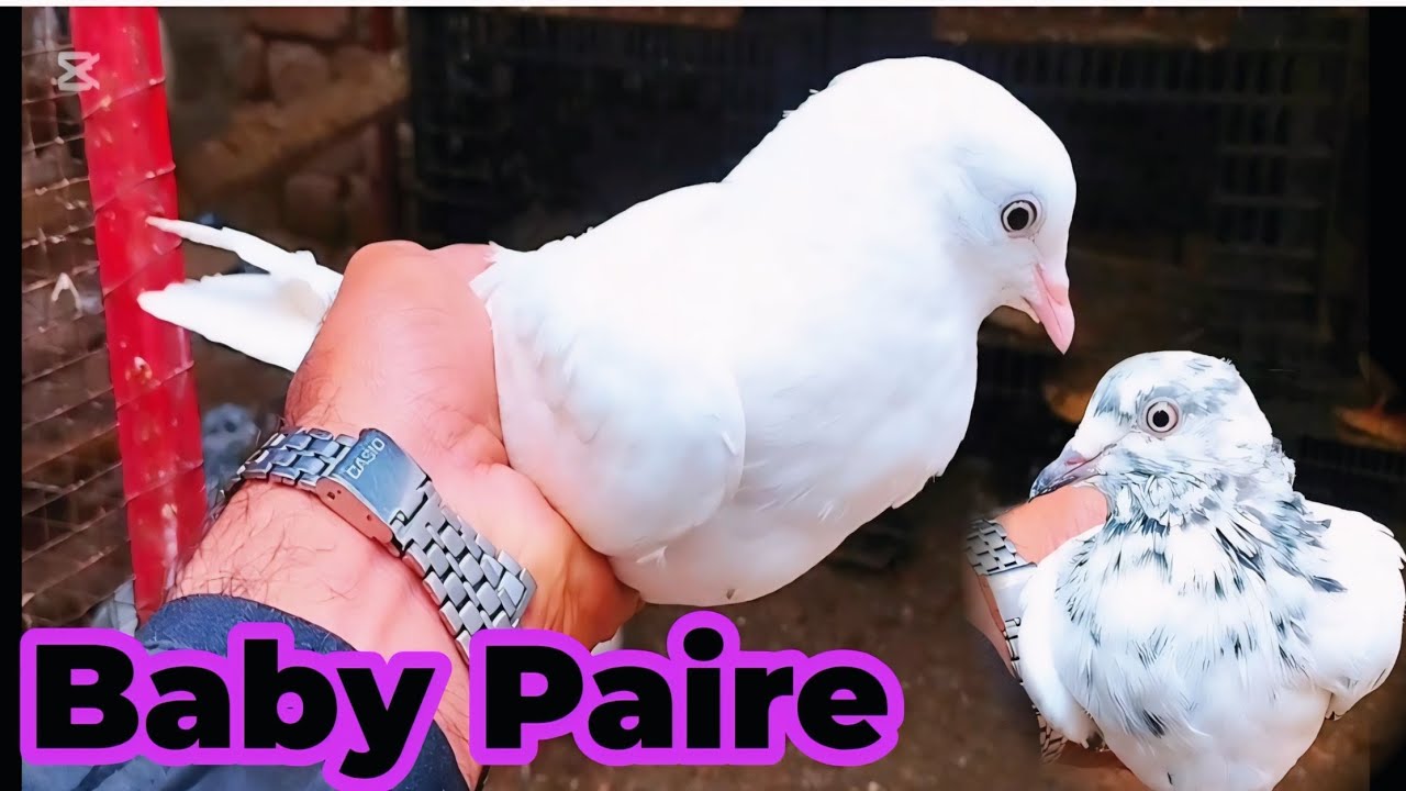 Cross Baby Paire banana | AM Pigeon Club 