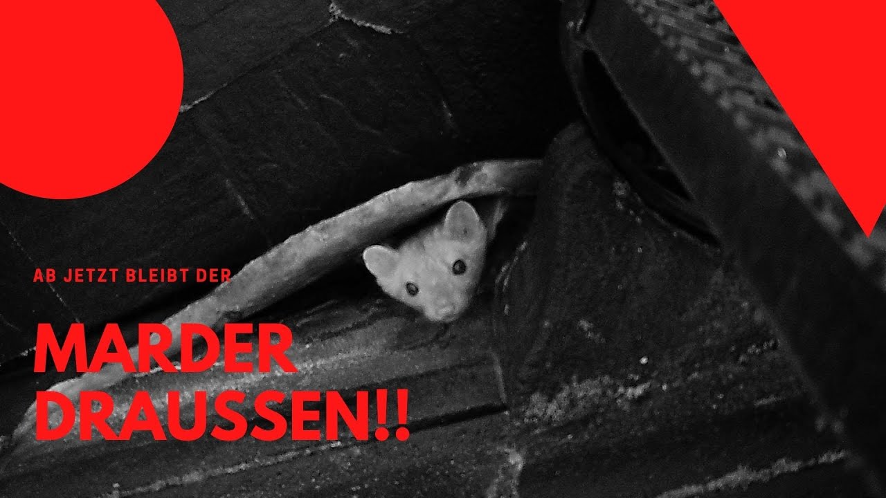 Ab jetzt bleibt der Marder draußen!!