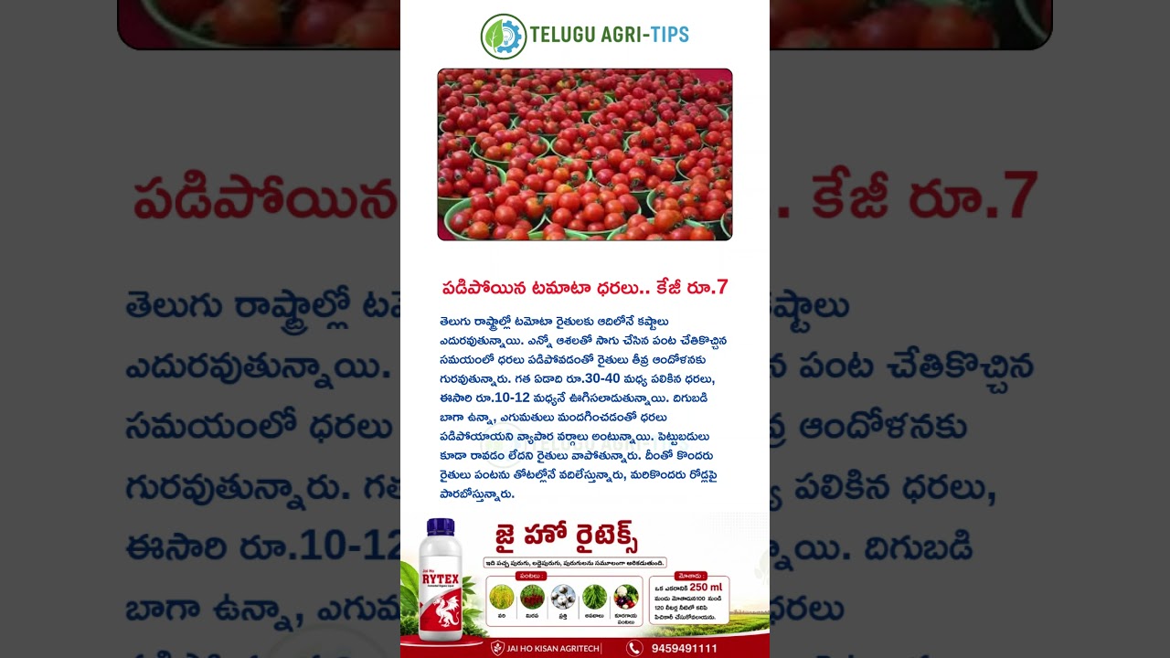ఒక్కరిసారిగా పడిపోయిన టమాట ధర #telugu #agriculture #viralvideo