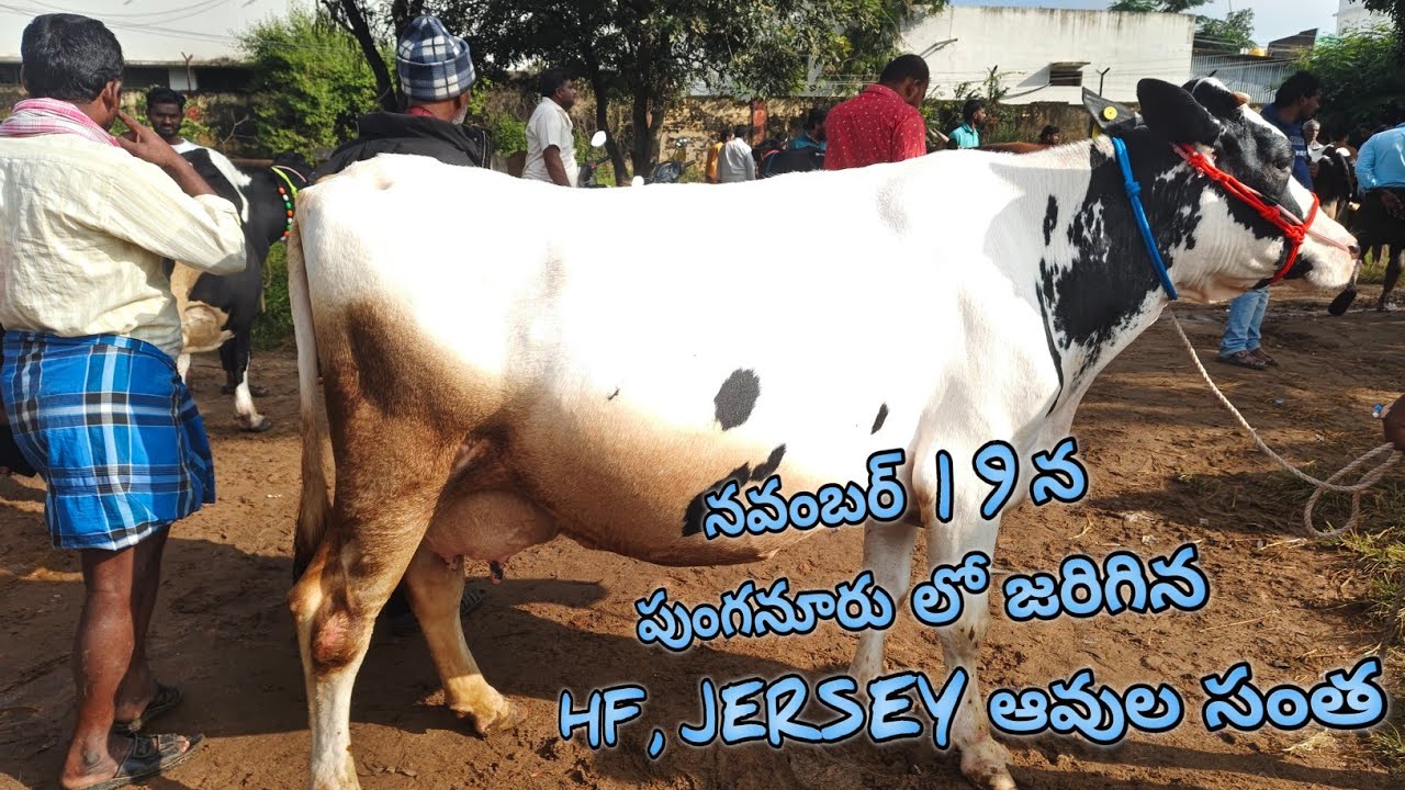 అతిపెద్ద సంతల లో ఒకటైన పుంగనూరు ఆవుల సంత లో ఈ బుధవారం చేరిన Hf మరియు Jersey ఆవులు