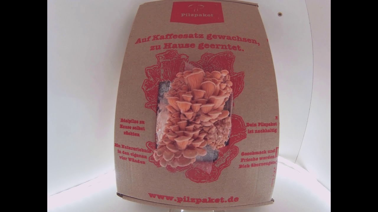 www.pilzpaket.de #Rosenseitling Zeitraffer Pilzzuchtset Kaffeesatz Pilzzucht Pilze z&uuml;chten