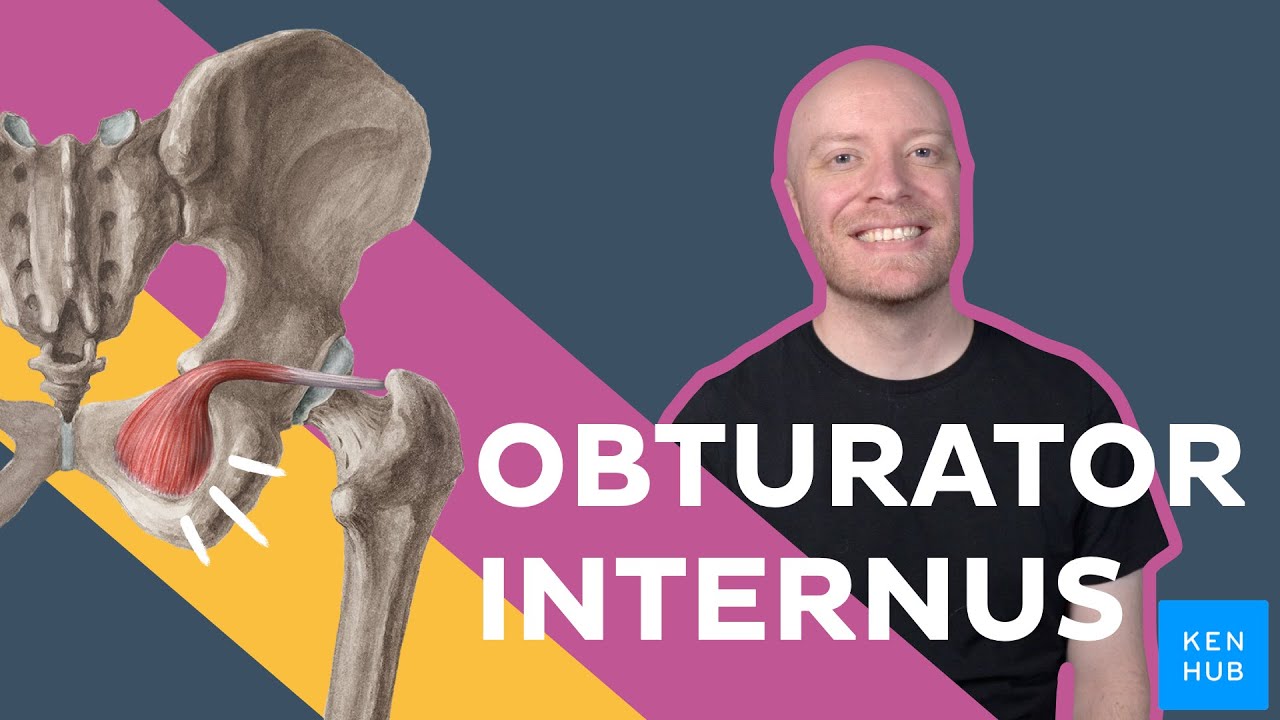 Obturator internus muscle explained in 10 minutes | Kenhub