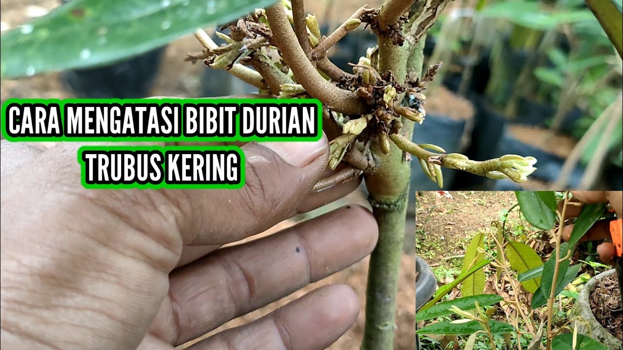 CARA MENGATASI DAUN DURIAN KERING SAAT TRUBUS