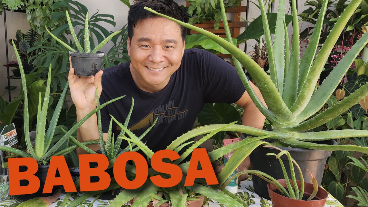 Como cultivar BABOSA ou Aloe vera, fazer mudas, e colher do jeito certo.