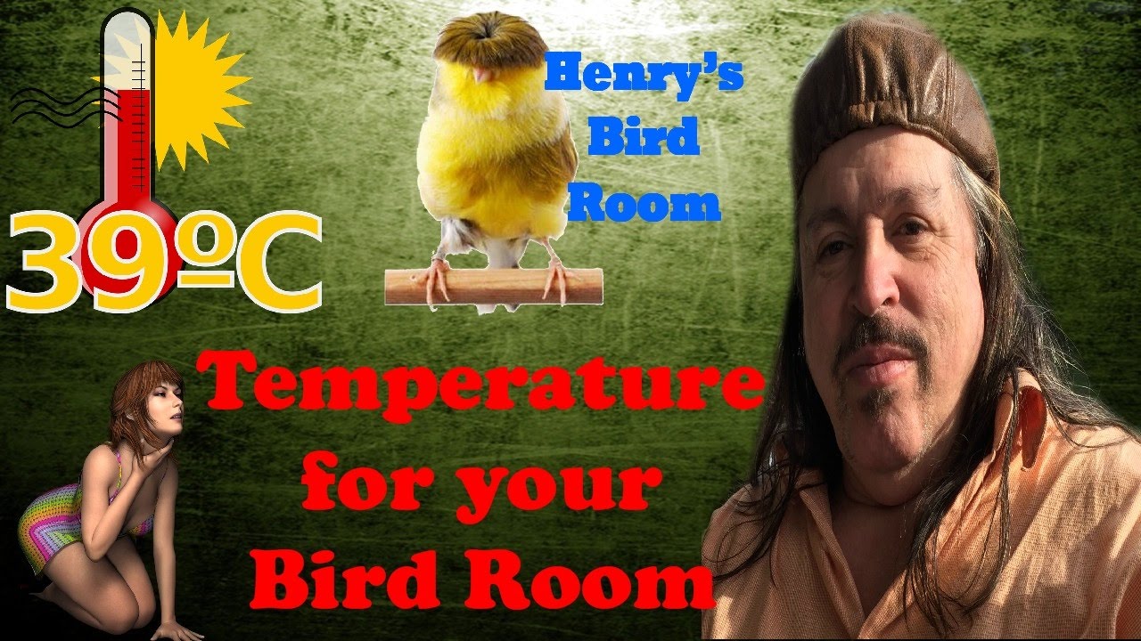 Temperature for your Bird Room | Henry's Bird Room