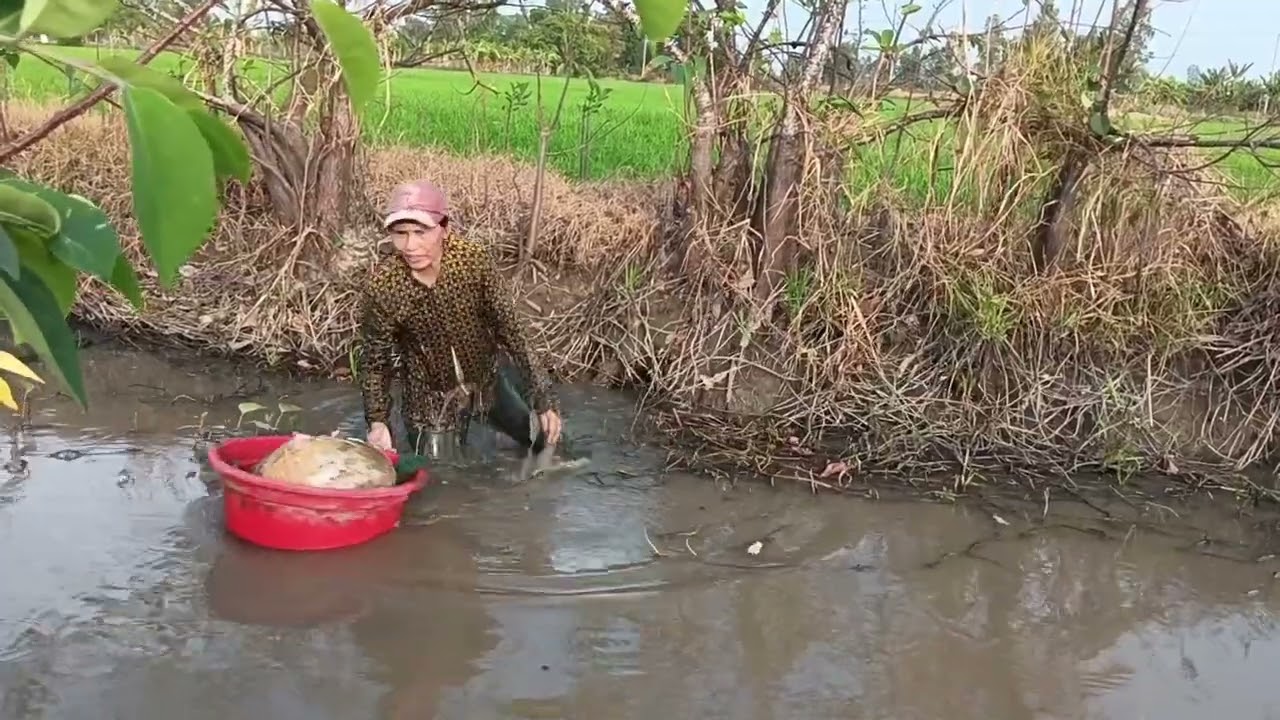 Cách đặt bẫy bắt cá đồng có một không hai của người con gái hậu Giang 