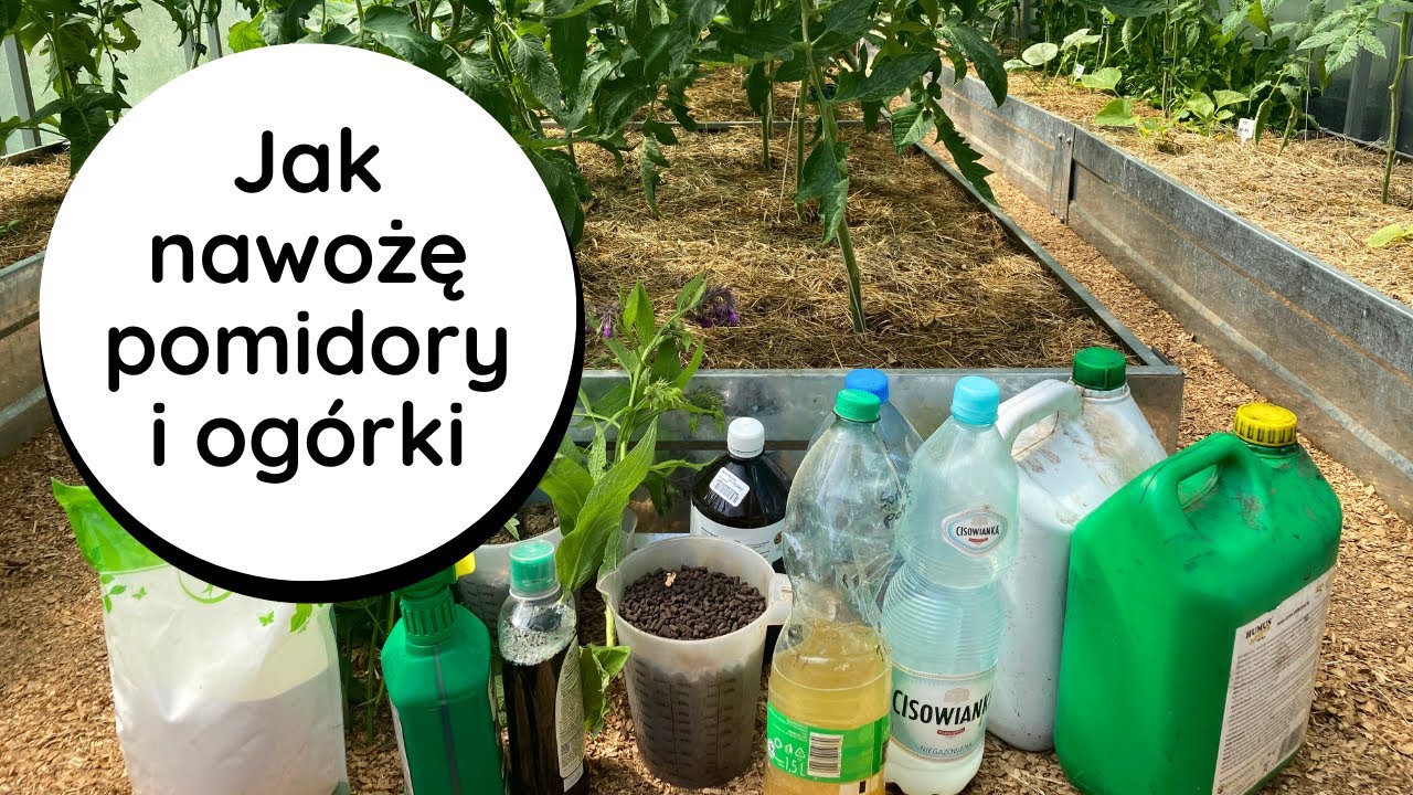 Jakie NAWOZY stosuję do POMIDORÓW I OGÓRKÓW? Czym nawozić pomidory, ogórki? Podlewanie, ściółkowanie