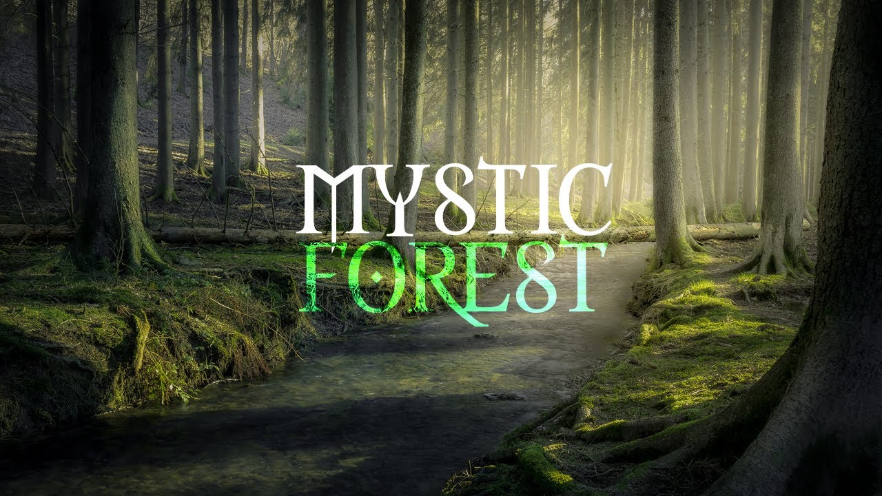 PHOTO NATURE EN FORÊT - Au cœur de la MYSTIC FOREST