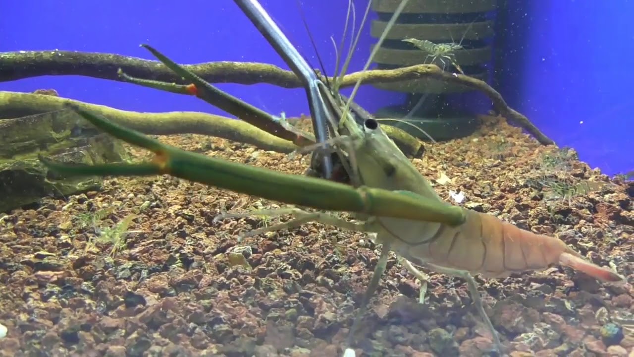 Macrobrachium asperulum / kus 80,-kč / www.akvaristi.cz