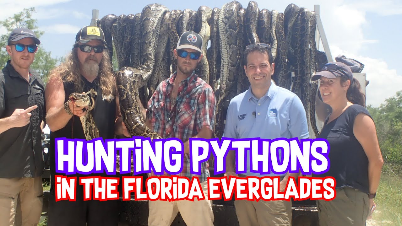 Hunting Pythons in The Everglades