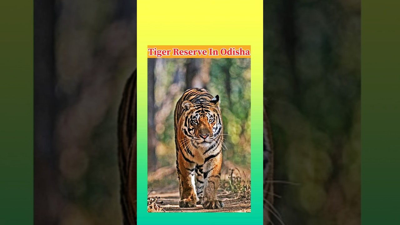 #Tiger