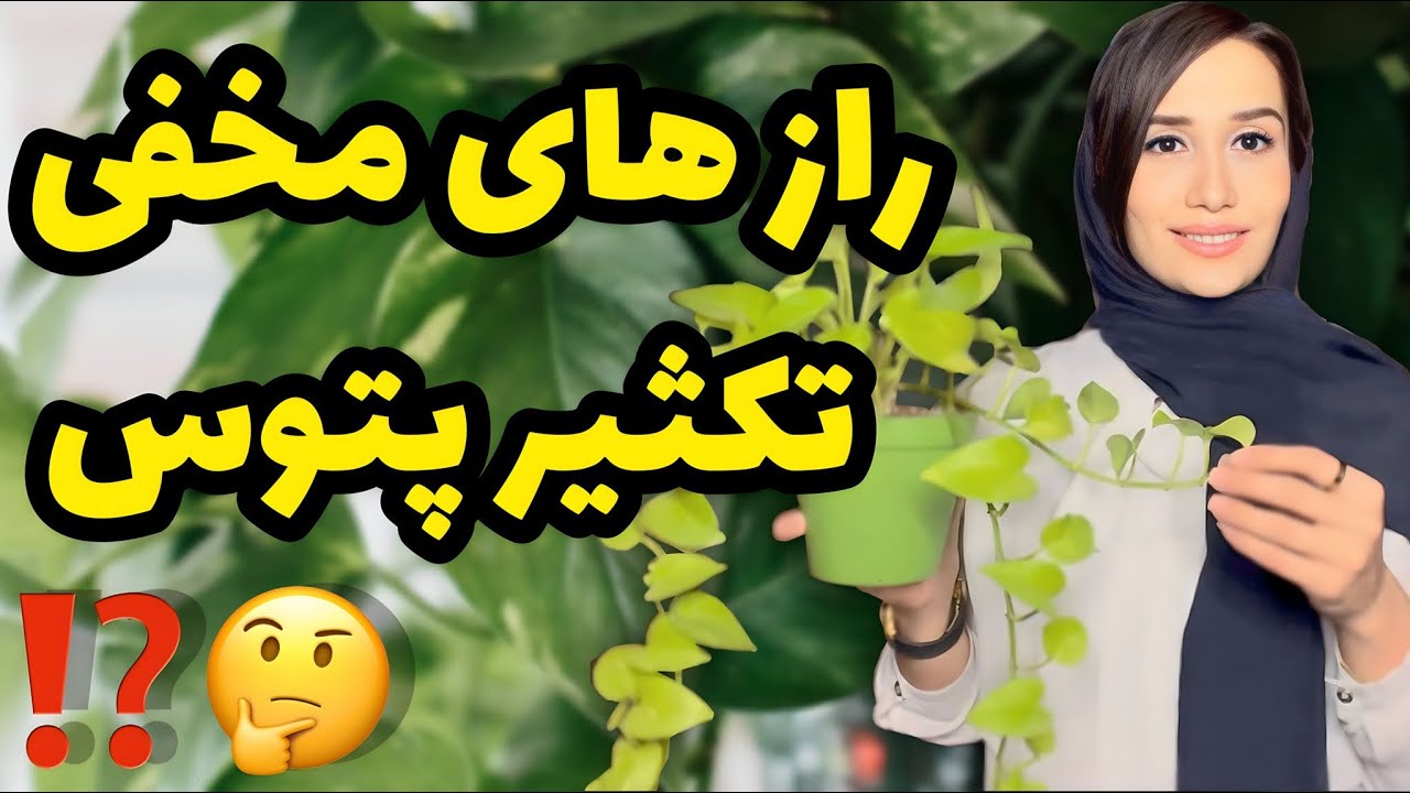 تکثیر قطعی پتوس به روش من😍| اینجوری گیاه پتوس تکثیر کنین😎|ترفند تکثیر گیاه پوتوس| گیاه آپارتمانی