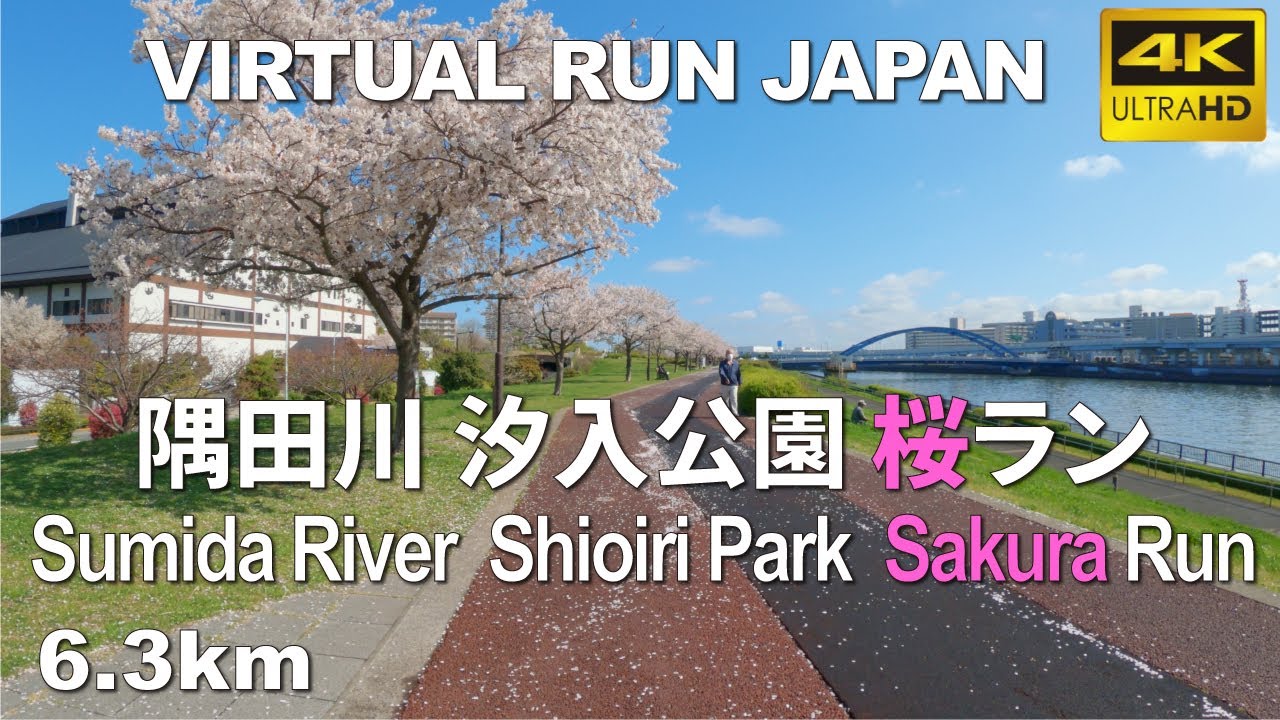 Virtual Run |  隅田川 汐入公園 桜ラン Sumida River and Shioiri Park Cherry-blossom viewing run, Japan 6.3km