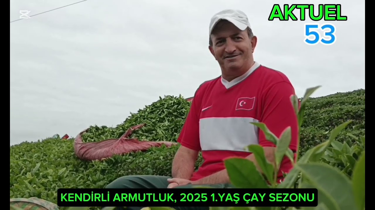 Rize'nin Kendirli beldesi, Armutluk bölgesi Çay havzasında Çay tarımı