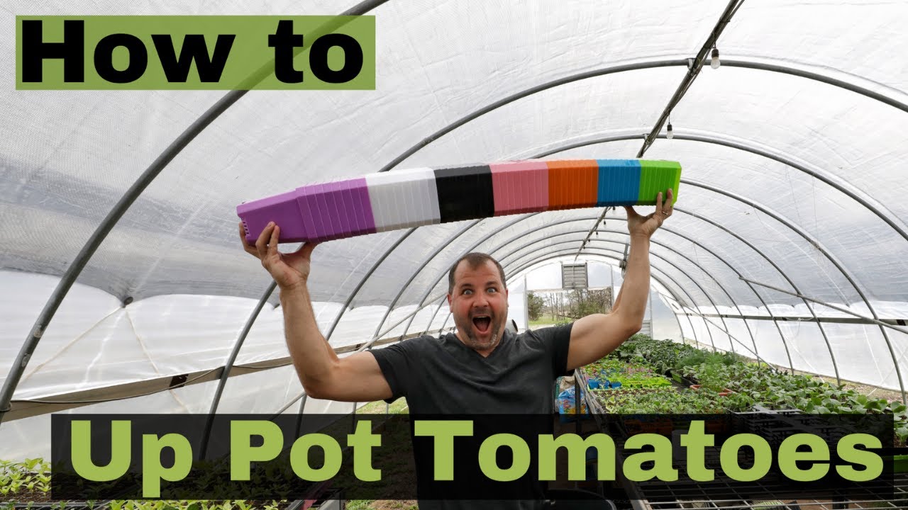 How to Repot Tomatoes for Bigger Better Plants | Up Potting Seedlings