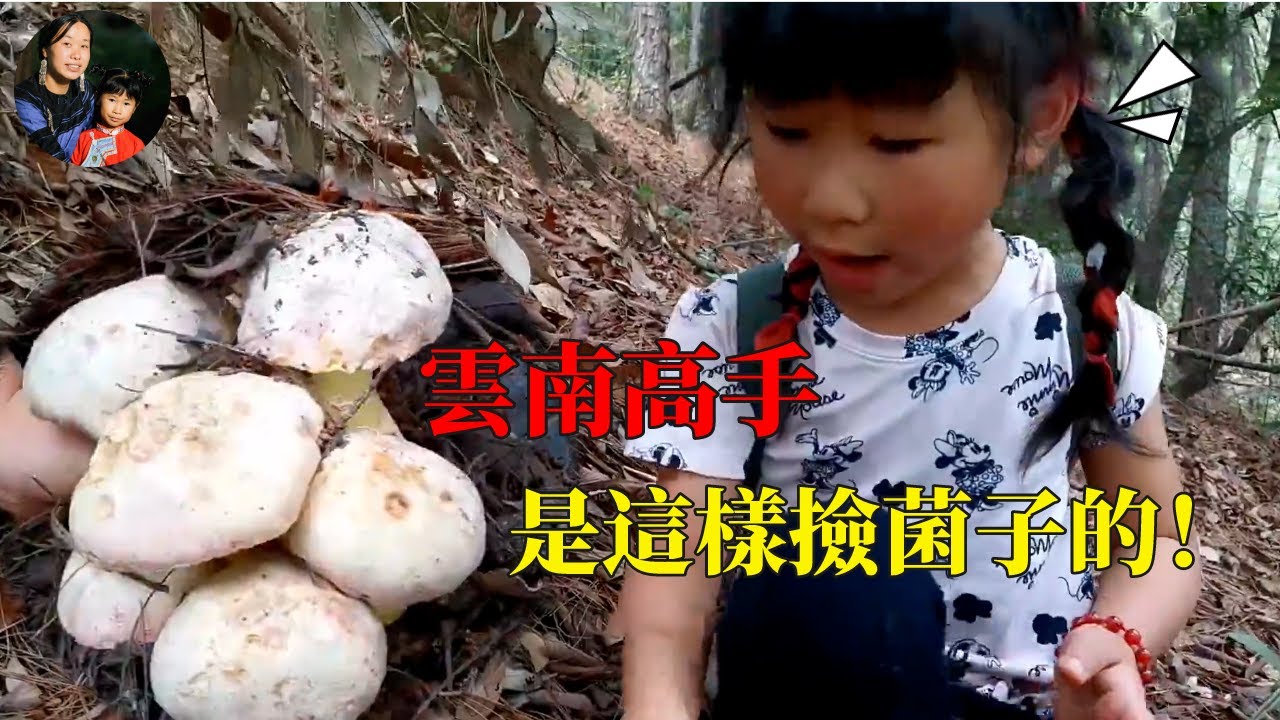 云南母女上山捡菌，惊现50公分超大菌子！5岁小孩找到了超大菌子窝，家人们，这是要发财了吗！|球宝日记【云南彝三妹】Wild Mushroom