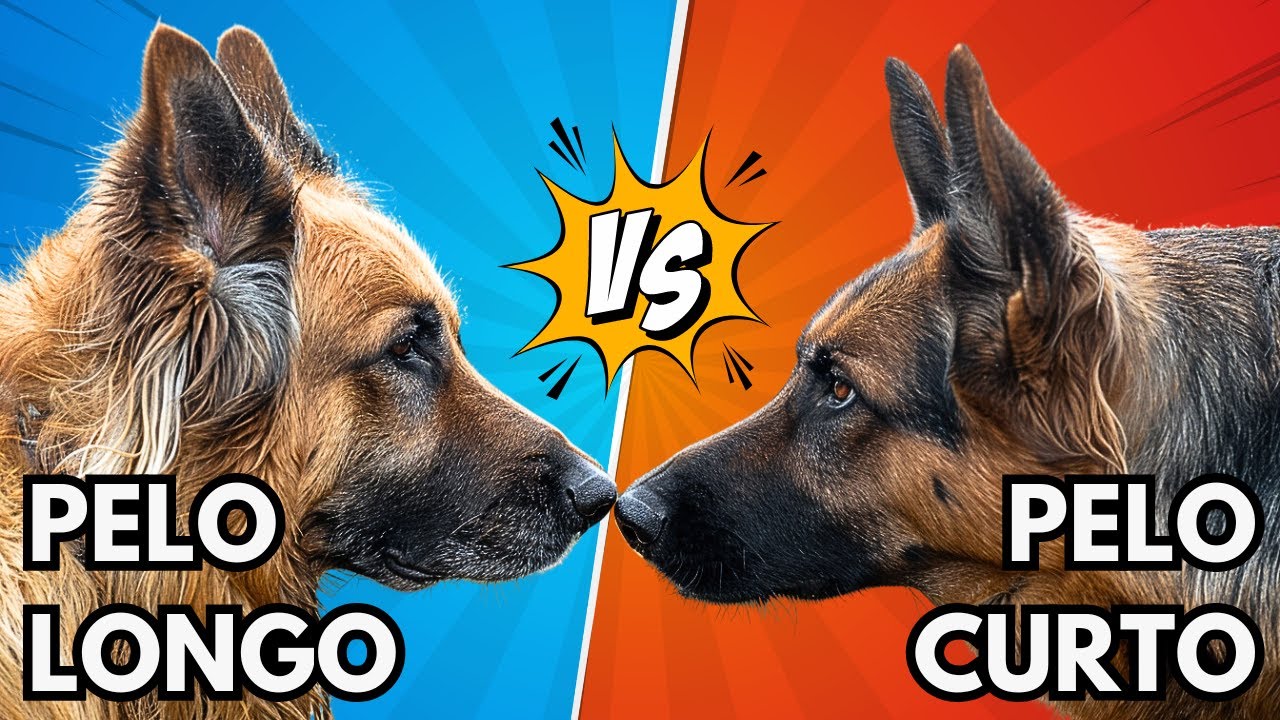 PASTOR ALEMÃO PELO LONGO vs PASTOR ALEMÃO: Qual é a raça perfeita para você? [Guia Completo]