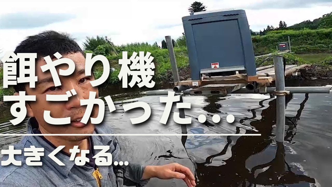 エサやり機設置　開封！＃塩田養鯉場＃錦鯉稚魚＃自動給餌機