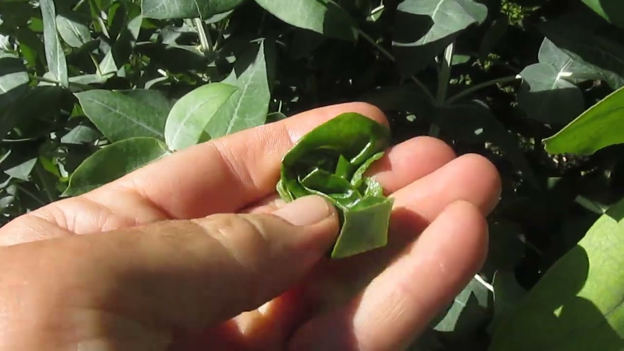 Cual es el verdadero eucalipto medicinal?