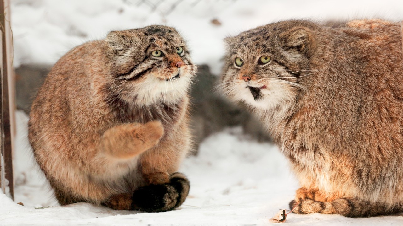 Манул Жора пытается позвать прекрасную Мию на свидание! ❤️ @manulization #манул