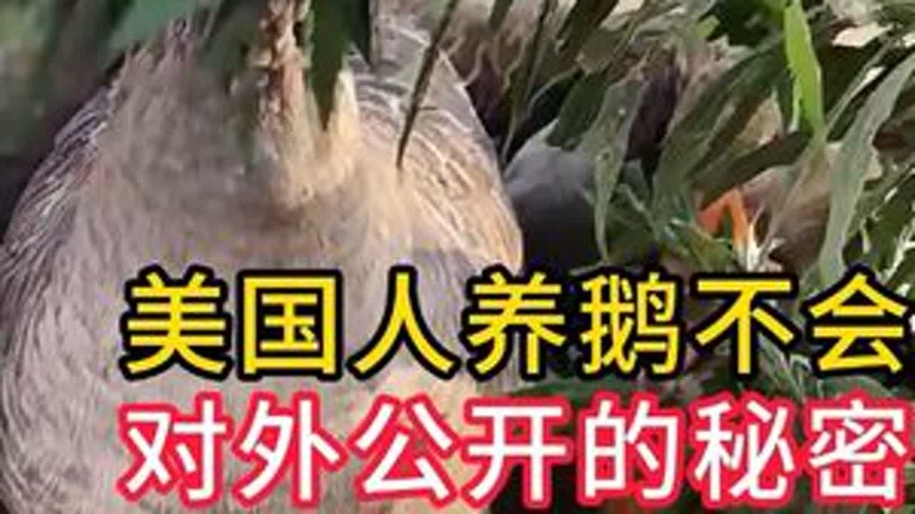 #养殖小知识 #鸡鸭鹅养殖 #散养大鹅