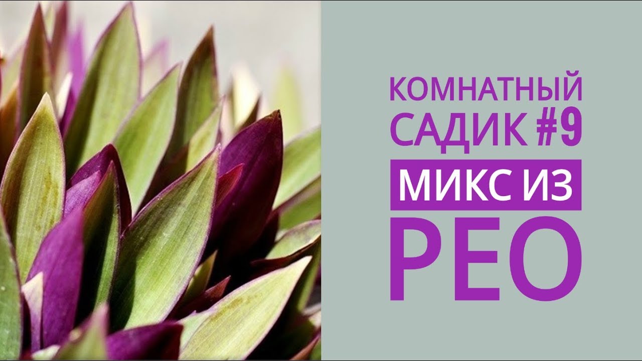 Комнатный садик #9. МИКС из трёх сортов РЕО