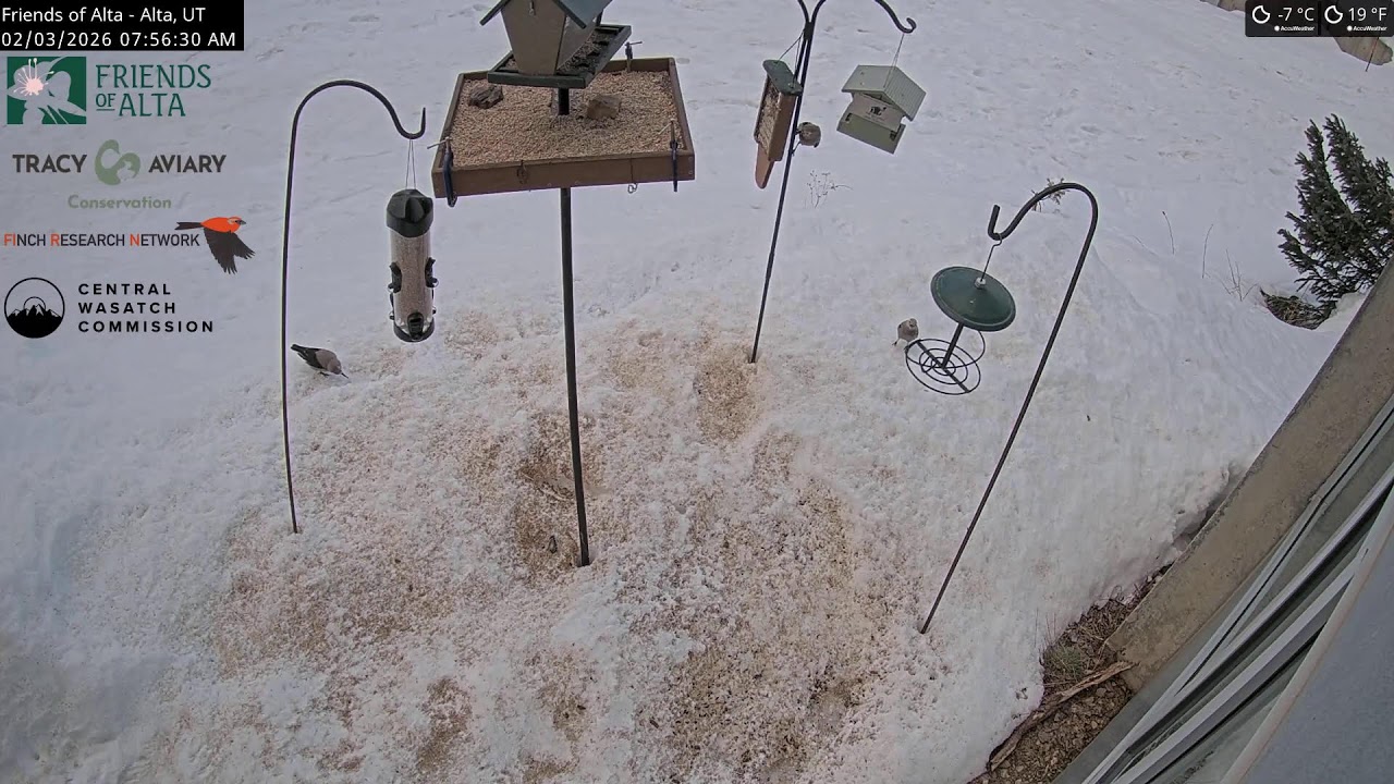 2026-02-02 - Night - Friends of Alta - Alta, UT - Live Stream Bird Feeder Cam
