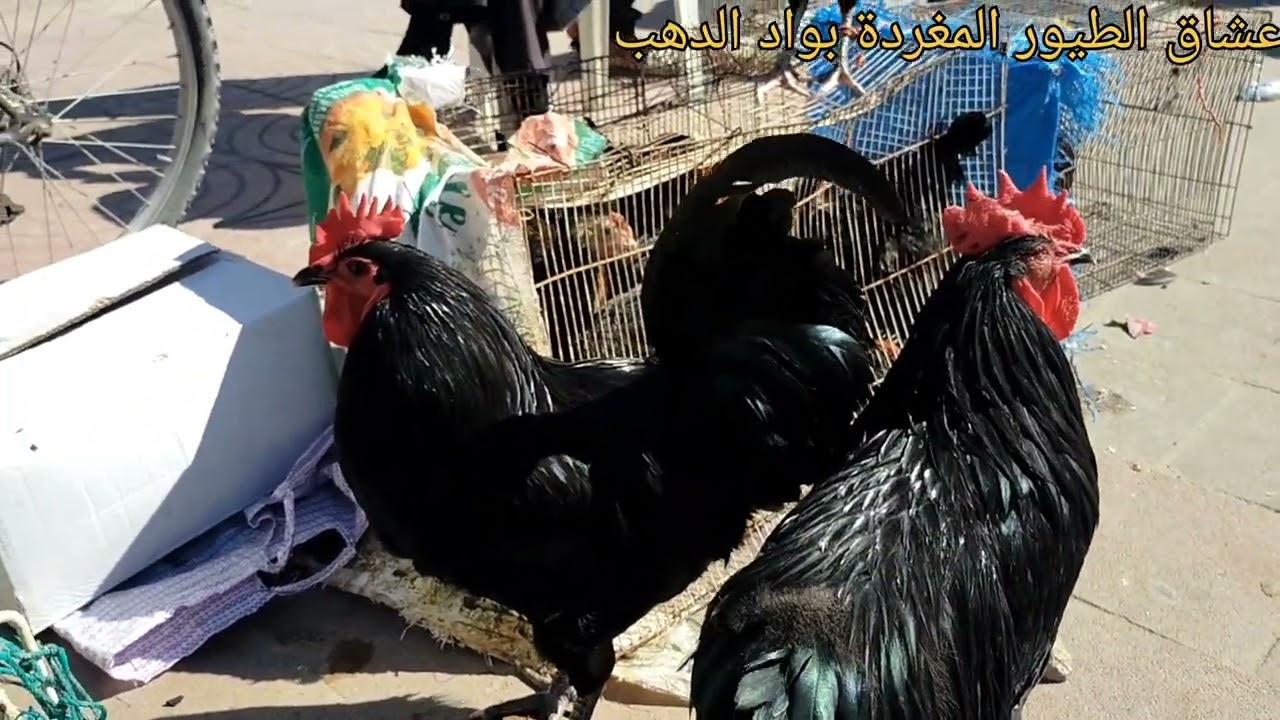 جولة في سوق الاحد للطيور 🦜🐥🦃🦚🐦🐓 بالداخلة واد الدهب 🇲🇦🇲🇦 1/2/2026 مع تحياتي للجميع 👍👍
