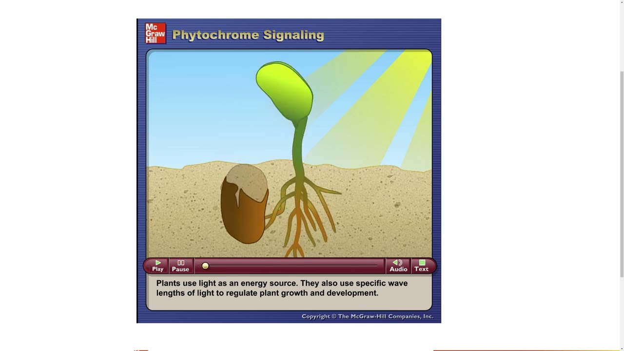 Phytochrome Signaling
