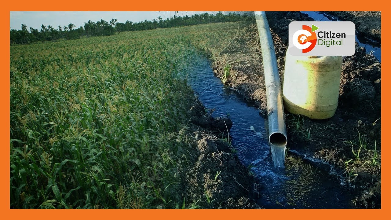 Kilifi irrigation success | 2000 residents are food secured in Kilifi County